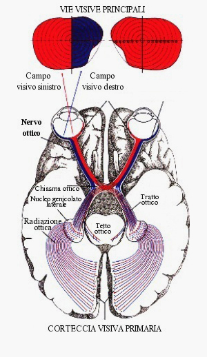 Nervo ottico