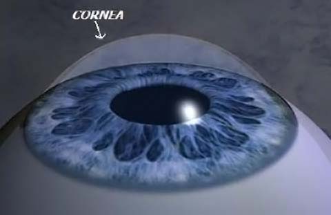 cornea 2