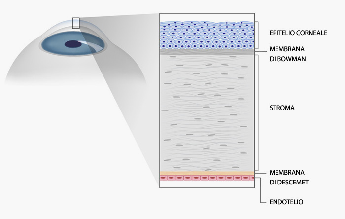 cornea1